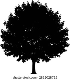 Dense deciduous tree silhouette with thick canopy isolated on white