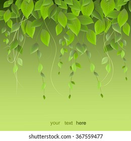 dense foliage hanging on a green background, climbing plants, vector