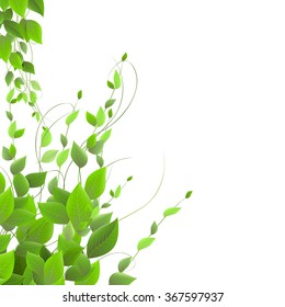 dense foliage on a white background, climbing plants, vector. 
shrub  and juicy green leaves on a white background
