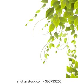 dense foliage on a white background, climbing plants, vector