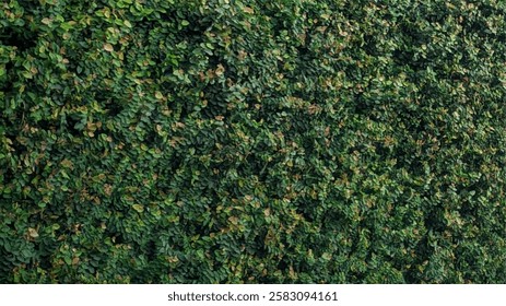 a dense green wall covered with creeping vines, creating a lush, natural texture.