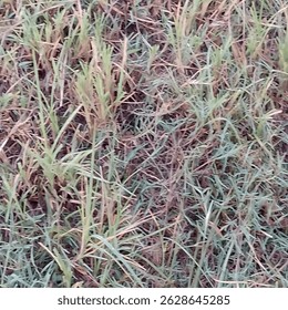 Um pedaço denso de grama com tons variados de verde e marrom, exibindo uma aparência texturizada e levemente coberta, sugerindo um ambiente natural ao ar livre, possivelmente um campo ou gramado.