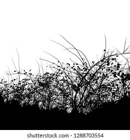 dense thickets of bushes in the Park on a white background (Vector illustration)