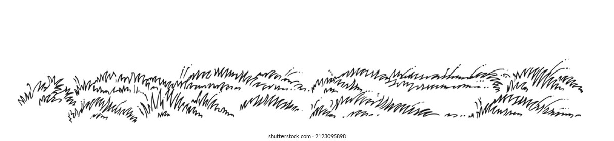 Dense thickets meadow grass  Wild field plants  Outline sketch  Hand drawing is isolated white background  Vector 