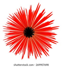 Dense-flowered aster isolated on white background
