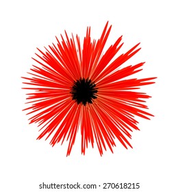 Dense-flowered aster isolated on white background