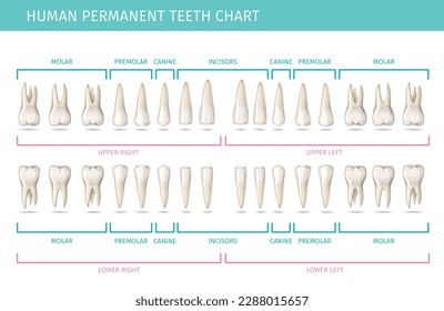 Dental anatomy chart with permanent human teeth realistic vector illustration