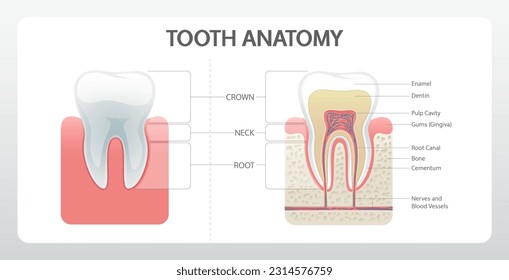 Dental Anatomy Poster. Realistic vector infographics for medical education.