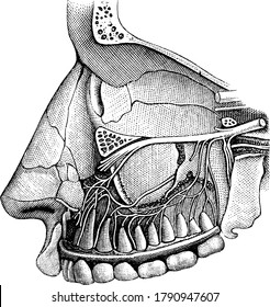 The dental branches of one of the divisions of the fifth pair of cranial nerves, supply the upper teeth, vintage line drawing or engraving illustration.