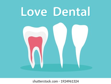 Dental care Tooth Icon, dentist logo, Types of human teeth. Vector illustration.