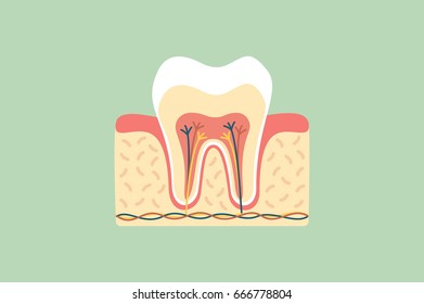 dental cartoon flat vector, healthy tooth anatomy