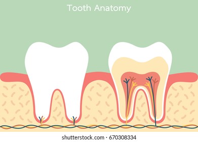 dental cartoon flat vector, healthy tooth anatomy