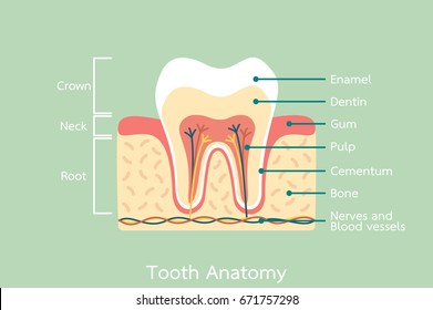 dental cartoon flat vector, healthy tooth anatomy with word