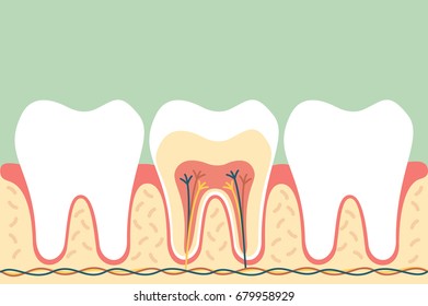 dental cartoon flat vector, healthy tooth anatomy