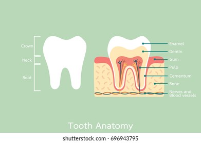 dental cartoon flat vector, healthy tooth anatomy with word