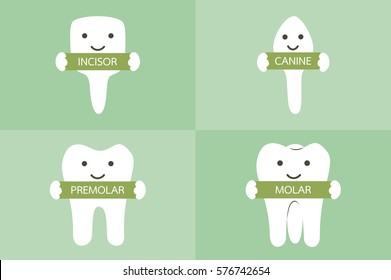 dental cartoon vector, tooth type - incisor, canine, premolar, molar