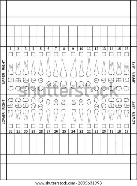 3 825 рез по запросу Dental Chart — изображения стоковые фотографии и векторная графика 