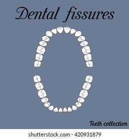 Dental fissures upper and lower jaw , the chewing surface of teeth incisor, canine, premolar, bikus, molar , wisdom tooth, in vector for print or design