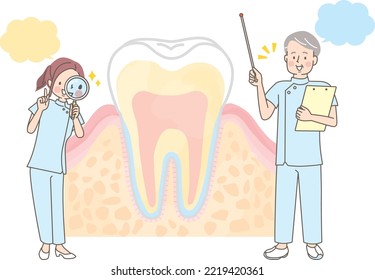 Dental hygienist explaining tooth structure  cross section illustration material