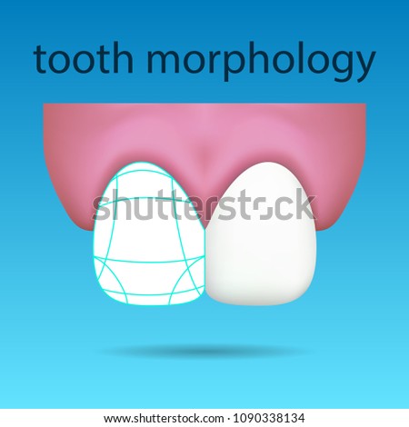 dental illustration showing tooth morphology on stock vector tooth morphology
