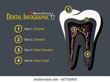 Dental Infographic . Flat design .
