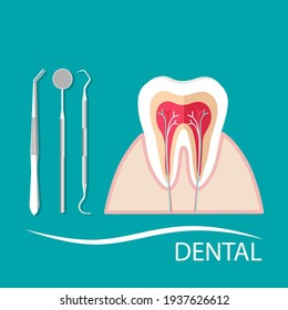 Dental instruments and Tooth. Teeth examination dentistry concept. 
