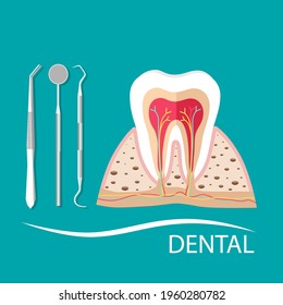 Dental instruments and Tooth. Teeth examination dentistry concept. 
