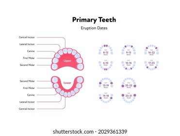 Dental jaw and tooth anatomy chart. Vector biomedical illustration. Primary teeth eruption dates with month number isolated on white background. Design for healthcare, dentistry