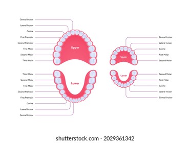 Dental jaw and tooth anatomy chart. Vector biomedical illustration. Permanent and primary teeth scheme with text isolated on white background. Design for healthcare, dentistry, education