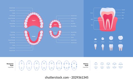 Dental jaw and tooth anatomy chart. Vector biomedical illustration. Color infographic set. Eruption dates. Primary and permanent teeth. Incisor, canine, molar, premolar icon. Design for healthcare