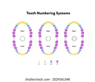 Dental jaw and tooth anatomy chart. Vector biomedical illustration. Human teeth color scheme isolated on white. Teeth numbering system. Design for healthcare, dentistry, education