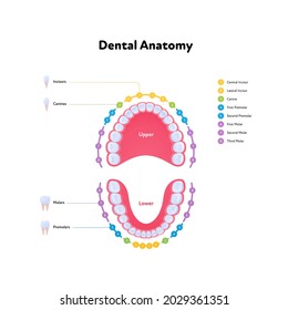 Dental jaw and tooth anatomy chart. Vector biomedical illustration. Human teeth color scheme with text isolated on white. Incisor, canine, molar, premolar. Design for healthcare, dentistry, education