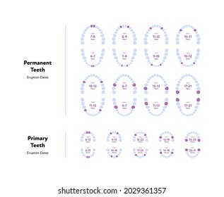 Dental jaw and tooth anatomy chart. Vector biomedical illustration. Permanent and primary teeth scheme with eruption dates and month number isolated on white. Design for healthcare, dentistry