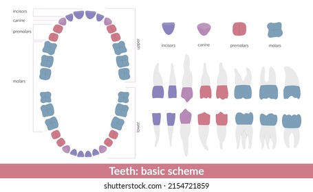 Dental jaw and tooth anatomy chart. Human teeth color scheme includes incisors, canines, molars, and premolars.