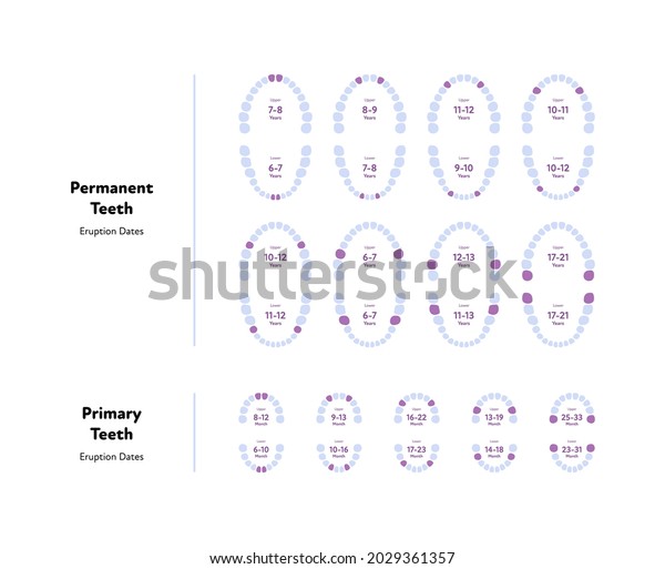 Dental Jaw Tooth Anatomy Chart Vector Stock Vector (royalty Free 