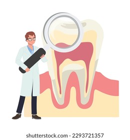 Dental medical , teeth check up concept. male Dentist with a big magnifying and teeth. searching anatomy of tooth. Flat vector cartoon illustration