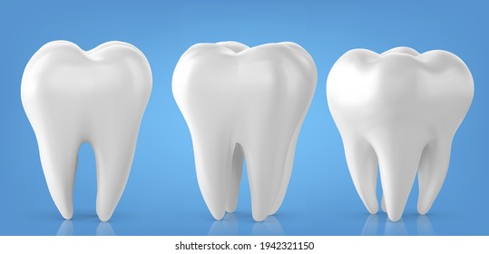 Dental model of a tooth, illustration as a concept of dental examination of teeth, dental health and hygiene.