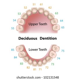 Dental notation milk teeth