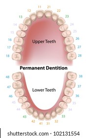 Dental Notation Permanent Teeth