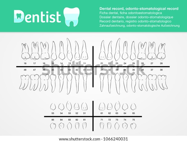Dental record,\
odonto-stomatological record listed with number, vector, for\
dentist and clinics. profesional\
use.