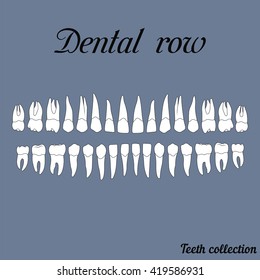 dental row teeth - incisor, canine, premolar, molar upper and lower jaw. Vector illustration for print or design of the dental clinic