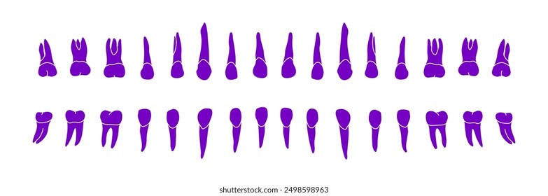 Dental Row. Vector educational illustration