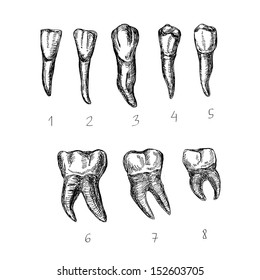 Vector Illustration Anatomy Teeth Set Hand Stock Vector (Royalty Free ...