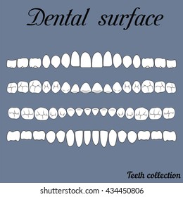 dental surface upper and lower jaw , the chewing surface of teeth incisor, canine, premolar, molar , wisdom tooth, in vector for print or design