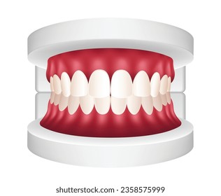 Dental teeth model isolated on white background. Graphic vector