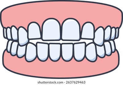 Dental teeth model with upper and lower jaw, used for medical or educational purposes.