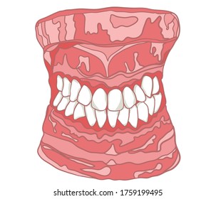 Dental theme with teeth model, Model with teeth and gums vector cartoon illustration isolated on white background.