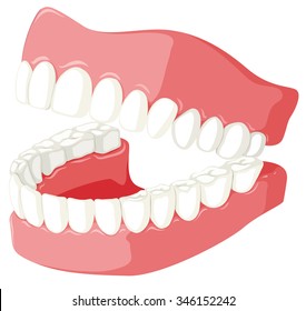 Dental theme with teeth model illustration