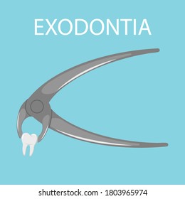 Dental tooth extraction. Exodontia. The tooth in the dental forceps. A white clean tooth is clamped between the forceps. Professional dental instrument. Isolated flat vector illustration