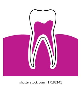 Dental Tooth Illustration